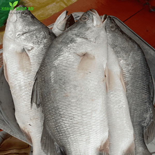 সাগরের মাছ (Sea Fish)